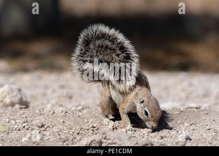 Namibia scoiattolo di terra alla ricerca di cibo Foto Stock