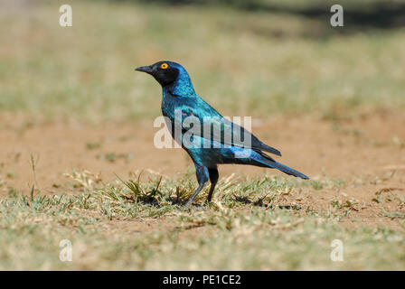 Capo lucida starling permanente sulla erba cercando Foto Stock