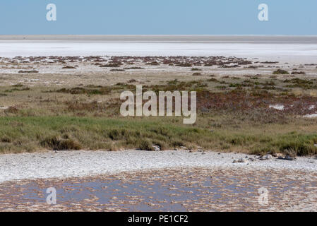 Salina orizzonte con waterhole e l'erba, il Parco Nazionale di Etosha, Namibia Foto Stock