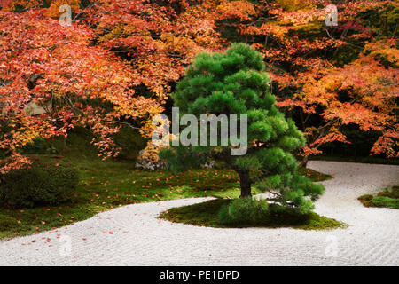 Nero giapponese pino, Pinus thunbergii, al Tempio Tenjuan Giardino Zen in un colorato scenario autunnale, Nanzen-ji il complesso, Kyoto, Giappone 2017 Foto Stock