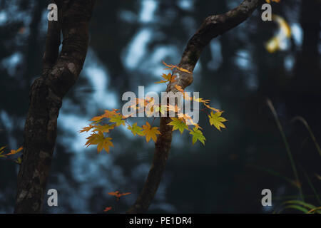 Licenza disponibile presso MaximImages.com splendide e tranquille foglie d'acero in un giardino giapponese di stagni zen con riflessi sull'acqua Foto Stock