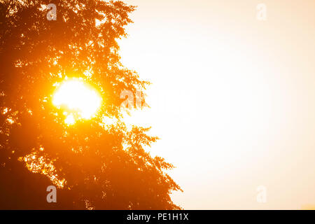 Lonely tree silhouette sul campo aperto al tramonto arancione brillante Foto Stock