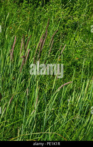 Sfondo di sorgo halepense con steli dritti in verde naturale campo di erba, distretto Marchaevo, Sofia, Vitosha Mountain, Bulgaria Foto Stock