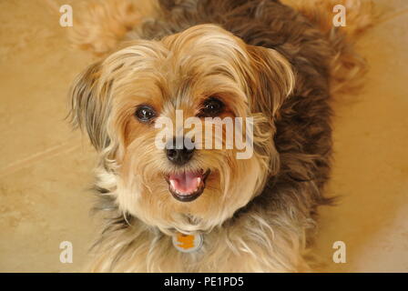 Un close-up di un simpatico e soffice piccolo cane marrone, Morkie, giacente su di un piano in ceramica e guardando in alto , sfondo beige Foto Stock