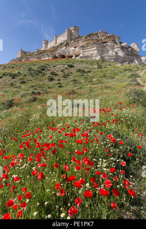 Peñafiel, Spagna: Millefiori super bloom circonda il castello Peñafiel. Campi di papaveri germogliato nella regione dopo una primavera umida si è conclusa mesi secchi di wea Foto Stock