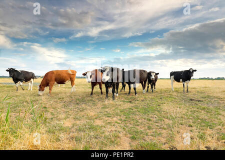 Bovini su pascolo su blue sky in estate Foto Stock