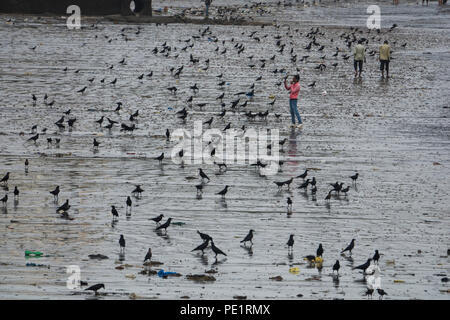 I corvi coprire Chowpatty Beach a bassa marea in Mumbai, India Foto Stock