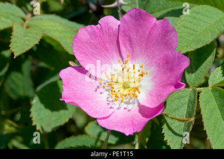 Roverella duro rosa (rosa tomentosa), o semplicemente roverella, Rose close up di un singolo fiore con foglie. Foto Stock