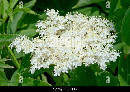 Anziano, Elderflower o Elderberry (sambucus nigra), primo piano della testa di fiore strettamente impaccata. Foto Stock