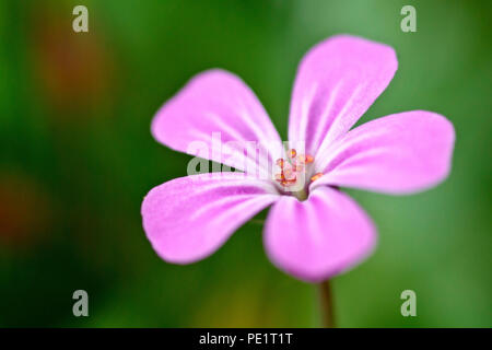 Herb Robert (Geranium robertianum), in prossimità di un unico fiore con bassa profondità di campo. Foto Stock