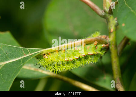 IO moth caterpillar - Automeris io Foto Stock