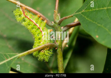 IO moth caterpillar - Automeris io Foto Stock