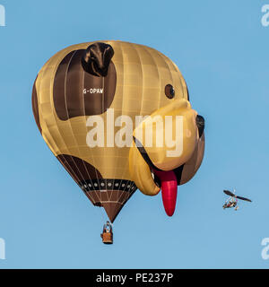 Bristol, Regno Unito, 11 Agosto, 2018. Un "incontro scomodo' con un 'Dog' durante la Messa del mattino salita al Bristol International Balloon Fiesta. La Fiesta, celebra il suo quarantesimo anniversario, corre da 9-12 Agosto. La messa del mattino salita di Sabato è stato il primo, come cattive condizioni impedito voli in mongolfiera il giovedì e il venerdì. Credito: mfimage/Alamy Live News Foto Stock