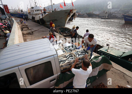 Zhejiang, Cina. Il 12 agosto 2018. (180812) -- WENZHOU, Agosto 12, 2018 (Xinhua) -- i pescatori di pesce di carico in un porto nella contea di Cangnan di Wenzhou City, est della Cina di Provincia dello Zhejiang, Agosto 12, 2018. Della Cina di osservatorio nazionale domenica ha emesso un avviso di colore blu per il Tifone Yagi che ha rafforzato davanti alle sue previsioni approdo nella parte orientale della regione costiera. Credito: Xinhua/Alamy Live News Foto Stock