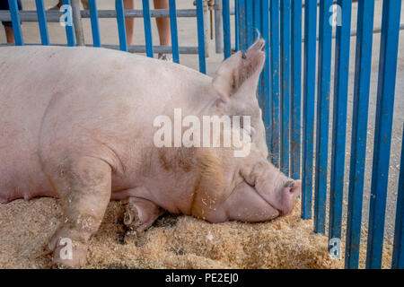 Dormire suino avente sogni felici al County Fair Foto Stock