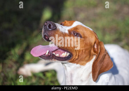 Cane da caccia inglese ritratto del puntatore. Close up. Mondo Animale. Foto Stock