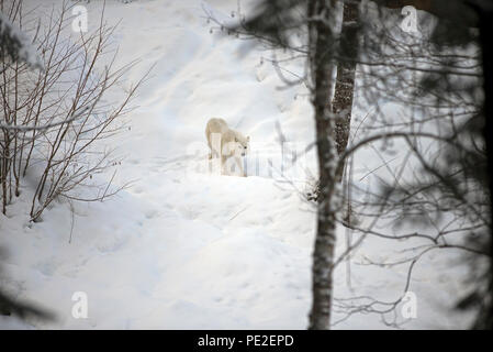 Lupo Bianco in inverno (Canis lupus arctos) Foto Stock