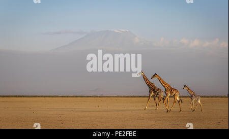 Tre le giraffe croce lago Amboseli letto nella parte anteriore del Kilimanjaro Foto Stock