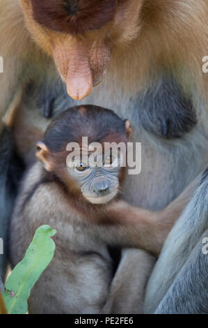 Baby proboscide scimmia nella madre di braccia Foto Stock