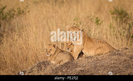 Tre cuccioli di Lion su un cumulo in Kenya Foto Stock