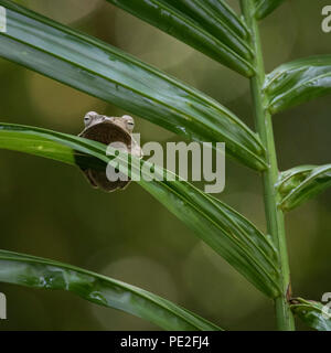 File eared raganella dormire su una foglia Foto Stock