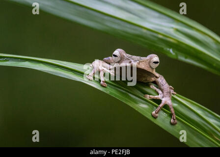 File eared raganella su una foglia in Borneo Foto Stock