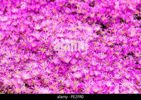 Un letto di fiori di colore rosa Foto Stock