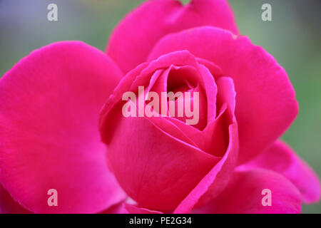 Un sorprendente Valentino Red Rose Foto Stock