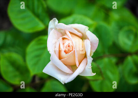 Una bella rosa rosa con foglie verdi in background Foto Stock