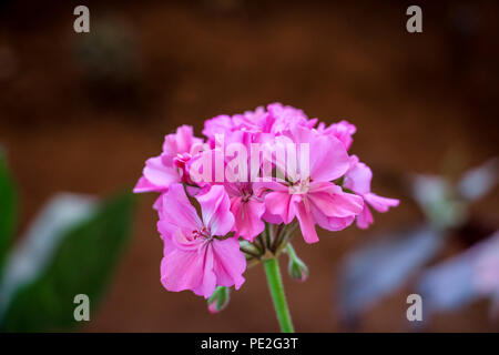 Un mazzetto di rosa fiori di oleandro Foto Stock