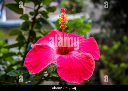 Rosso di fiori di ibisco Closeup Foto Stock