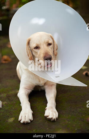 Simpatico labrador cane con cono collarino recante sulla terra Foto Stock