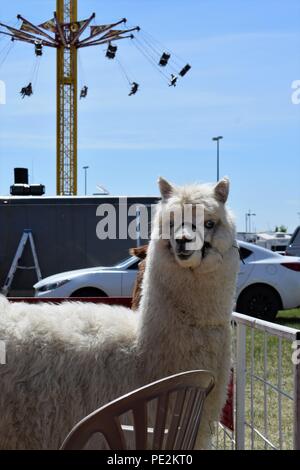 Llama a zoo delle carezze Foto Stock