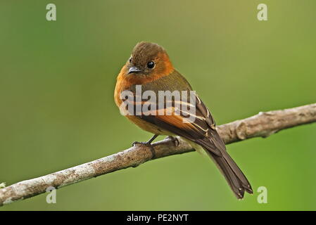 La cannella Flycatcher (Pyrrhomyias cinnamomeus pyrrhopterus) adulto appollaiato sul ramo Bellavista Cloud Forest Riserve, Ecuador Febbraio Foto Stock