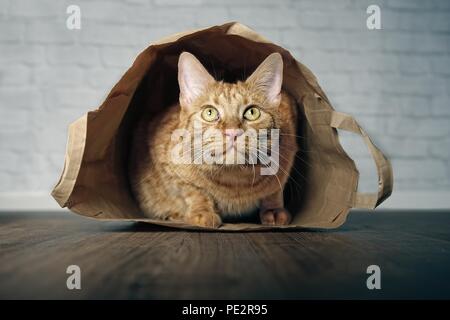 Lo zenzero simpatico gatto sdraiato in un sacchetto di carta e guardando curioso verso l'alto. Foto Stock