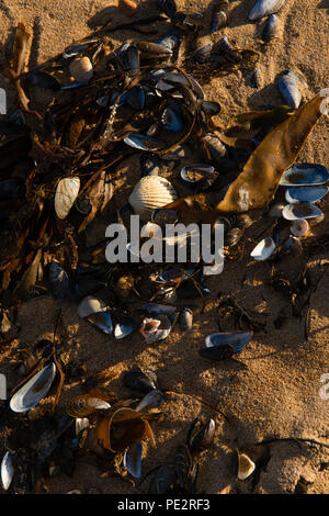 Conchiglie e alghe in alta marea la linea a Loch Fleet / Coul Links, Sutherland, Scotland, Regno Unito Foto Stock