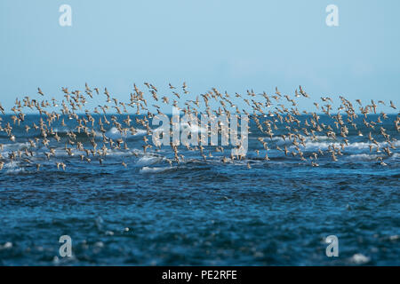 Un gregge di Dunlin (Calidris alpina) volando sopra Loch Fleet, Sutherland, Scozia ,REGNO UNITO Foto Stock