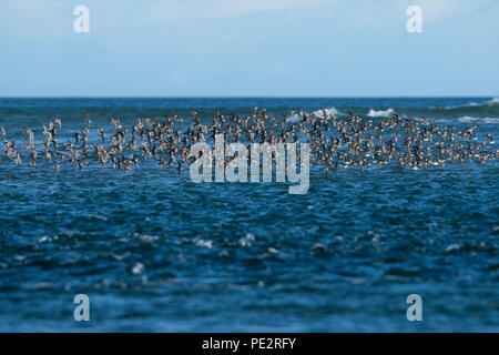 Un gregge di Dunlin (Calidris alpina) volando sopra Loch Fleet, Sutherland, Scozia ,REGNO UNITO Foto Stock