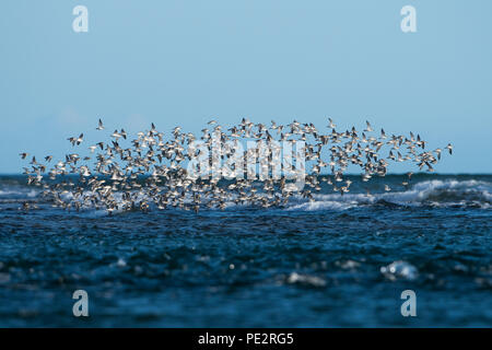 Un gregge di Dunlin (Calidris alpina) volando sopra Loch Fleet, Sutherland, Scozia ,REGNO UNITO Foto Stock