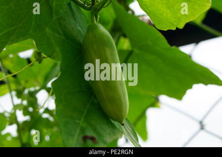 Immagine ravvicinata di edera commestibili gourd appesi da scalatore impianto Foto Stock