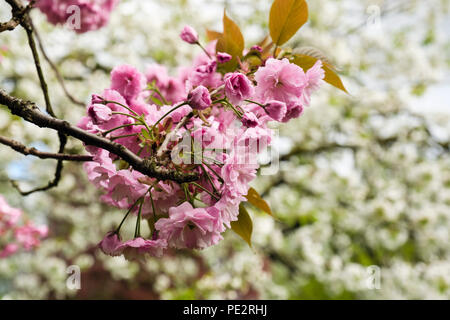 Il doppio di rosa Fiori di Ciliegio ornamentale blossom Sato Zakura 'Kanzan' contro albero bianco fiore in un parco urbano in primavera. Inghilterra, Regno Unito, Gran Bretagna Foto Stock