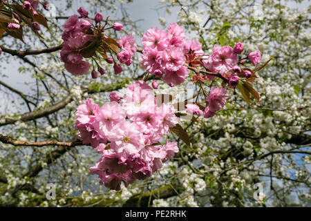 Il doppio di rosa Fiori di Ciliegio ornamentale blossom Sato Zakura 'Kanzan' contro albero bianco fiore in un parco urbano in primavera. Inghilterra, Regno Unito, Gran Bretagna Foto Stock