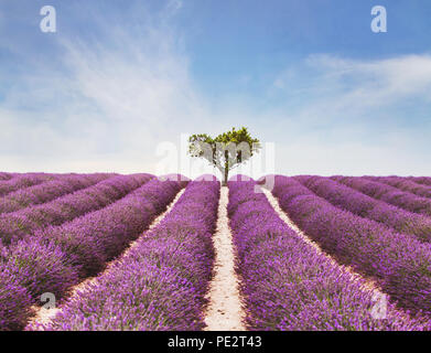 Bellissimo paesaggio ispiratore e colorati di bellezza della natura, campo di fiori di lavanda in fiore e lonely tree Foto Stock