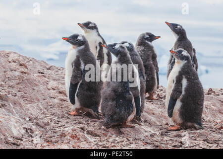 Muta baby pinguini di Gentoo, gruppo di giovani di uccelli di mare in Antartide, antartico natura wildlife Foto Stock