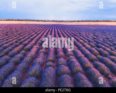 Campo di lavanda in Provenza, in Francia, il bellissimo paesaggio con fiori viola Foto Stock