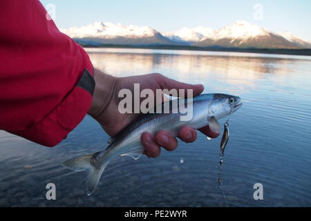 La pesca della trota in Patagonia con montagne delle Ande, lago Roca, vicino a El Calafate, in Argentina Foto Stock