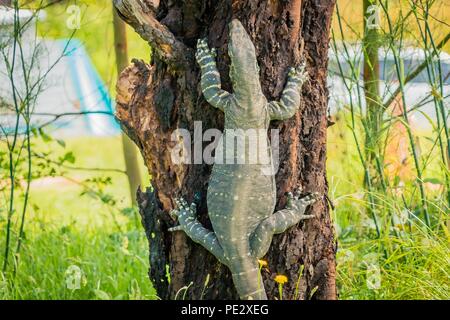 Goanna varani del genere Varanus, salendo un albero Foto Stock