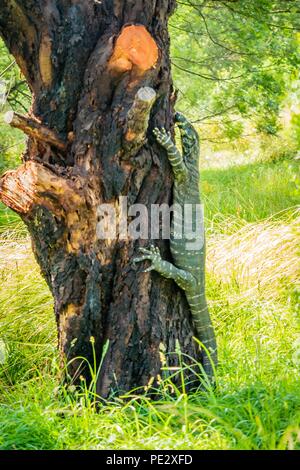 Goanna su un albero in Victoria, Australia Foto Stock