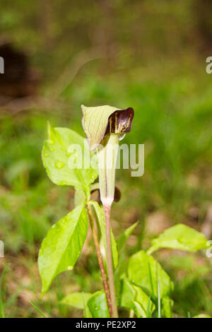 Tromba brocche sarracenia mangiare carne venus flytrap coltura vegetale nel bosco selvatico bosco verde Habitat natura Foto Stock