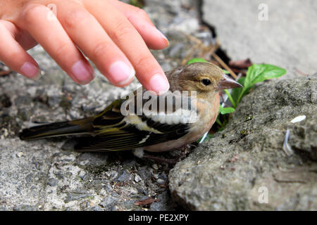La mano di un bambino mostra compassione che accarezza un uccello chaffinch seduto stordito a terra dopo essersi schiantato contro una finestra Carmarthenshire Wales UK KATHY DEWITT Foto Stock